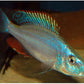 Rock-Dwelling Mbuna Cichli - Compressiceps East African Cichlid (Malawi Eyebiter)