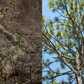 Plant a Tree for Someone in Mississippi - Memorial & Tribute Trees