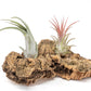 Small Tabletop Cork Bark Display with 2 Tillandsia Air Plants