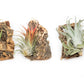 Cork Bark Chunk Display with Assorted Tillandsia Air Plant - Approximately 2 x 4 Inches