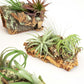Medium Cork Bark Display with 4 Tillandsia Air Plants & Waterproof Glue -  Approximately 7 X 9 Inches