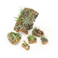 Medium Cork Bark Display with Mini Tillandsia Xerographica -  Approximately 7 X 9 Inches