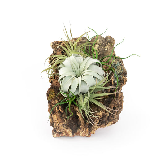 Large Cork Bark Display with 5 Tillandsia Air Plants & Waterproof Glue - About 10 X 16 Inches
