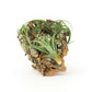 Medium Cork Bark Display with 4 Tillandsia Air Plants & Waterproof Glue -  Approximately 7 X 9 Inches