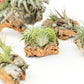 Medium Cork Bark Display with 4 Tillandsia Air Plants & Waterproof Glue -  Approximately 7 X 9 Inches