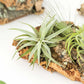 Large Cork Bark Display with 5 Tillandsia Air Plants & Waterproof Glue - About 10 X 16 Inches