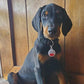 PetHub QR ID Pet Tag - KIss Me I'm Rescued
