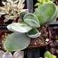 Crassula Cotyledonis