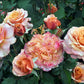 Crazy Love Rose 1.5 Gallon Container