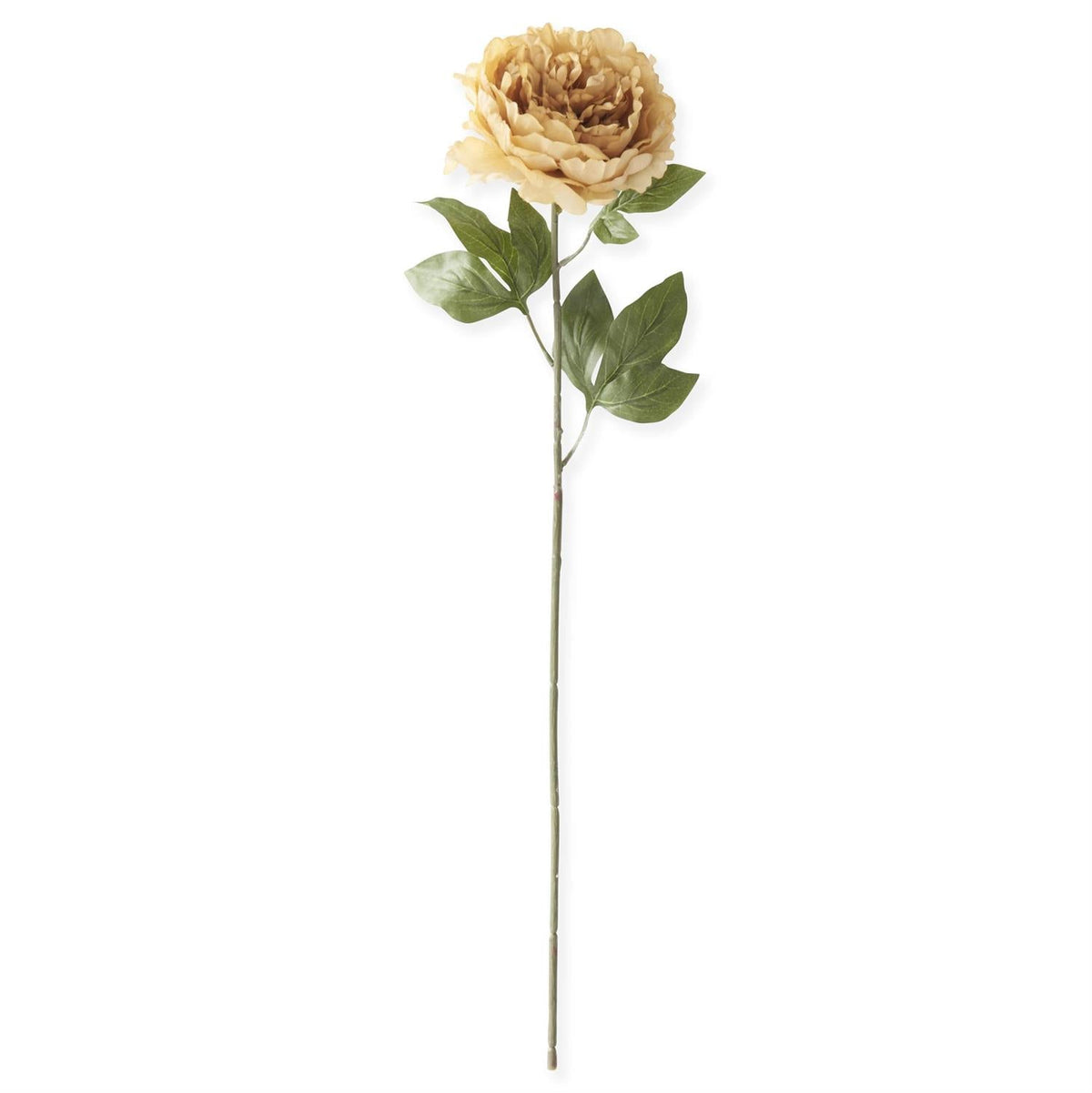 Tallo de peonía color crema de 28" – Flor artificial