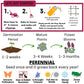 Crimson Clover Seed