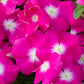 100 DWARF Little MIX PERIWINKLE / Vinca Rosea Flower Seeds