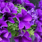 250 MIXED COLORS PETUNIA Flower Seeds