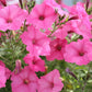 250 Mixed Colors DWARF PETUNIA Pink Red Purple White Bicolor Flower Seeds