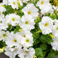 250 MIXED COLORS PETUNIA Flower Seeds