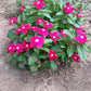 100 DWARF Little MIX PERIWINKLE / Vinca Rosea Flower Seeds