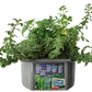 Culinary Herb Collection Biosphere Terrarium