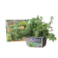 Culinary Herb Collection Biosphere Terrarium