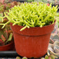 Rhipsalis Cereuscula