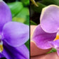 Phalaenopsis ((Penang Jewel X (P.Yaphon Super Jaguar x Samera)) ‘Big Round’ x (Penang Jewel X (Yaphon Super Jaguar x Samera)) ‘Super Round’)