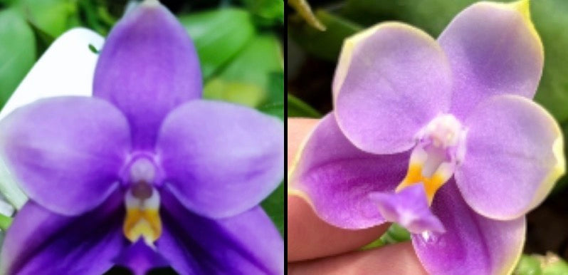 Phalaenopsis ((Penang Jewel X (P.Yaphon Super Jaguar x Samera)) ‘Big Round’ x (Penang Jewel X (Yaphon Super Jaguar x Samera)) ‘Super Round’)