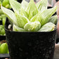 Haworthia Retusa 'White Ghost'