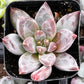 Pachyphytum Little Jewel