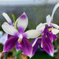 Phalaenopsis Lioulin Blue Jenny ‘Blue Dolphin’