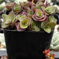 Callisia Repens Turtle Vine