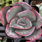 Echeveria Blue Sky