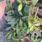 4" Hoya 'DS70' Variegated