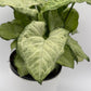Syngonium White Butterfly