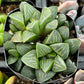 Haworthia Pygmaea