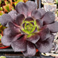 Aeonium Black Rose Zwartkop