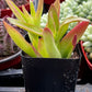Crassula Capitella Campfire