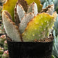 Kalanchoe Beharensis Fang