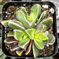 Faumatium Hybrid