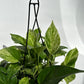 Pothos Marble Queen