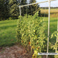 DIY Tomato Trellis | 1 3/8" Heavy Duty