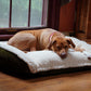 Scout Perfect Bolster Dog Bed