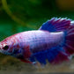 Assorted Betta Female