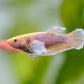 Assorted Betta Female