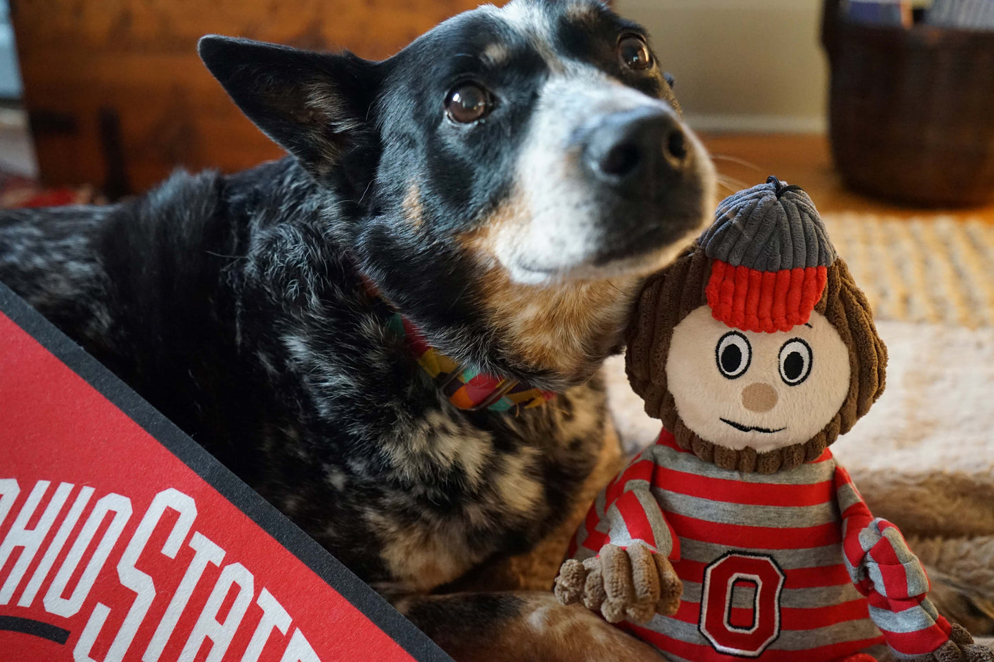 NCAA Ohio State University, Brutus the Buckeye Knottie® Plush Dog Toy