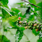 Mezcla de Espresso Hondureño – Café de Especialidad de Tueste Medio-Oscuro