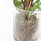 25" Faux Forest Fern in Glass Vase