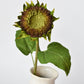 28" Aged Brown Sunflower Stem