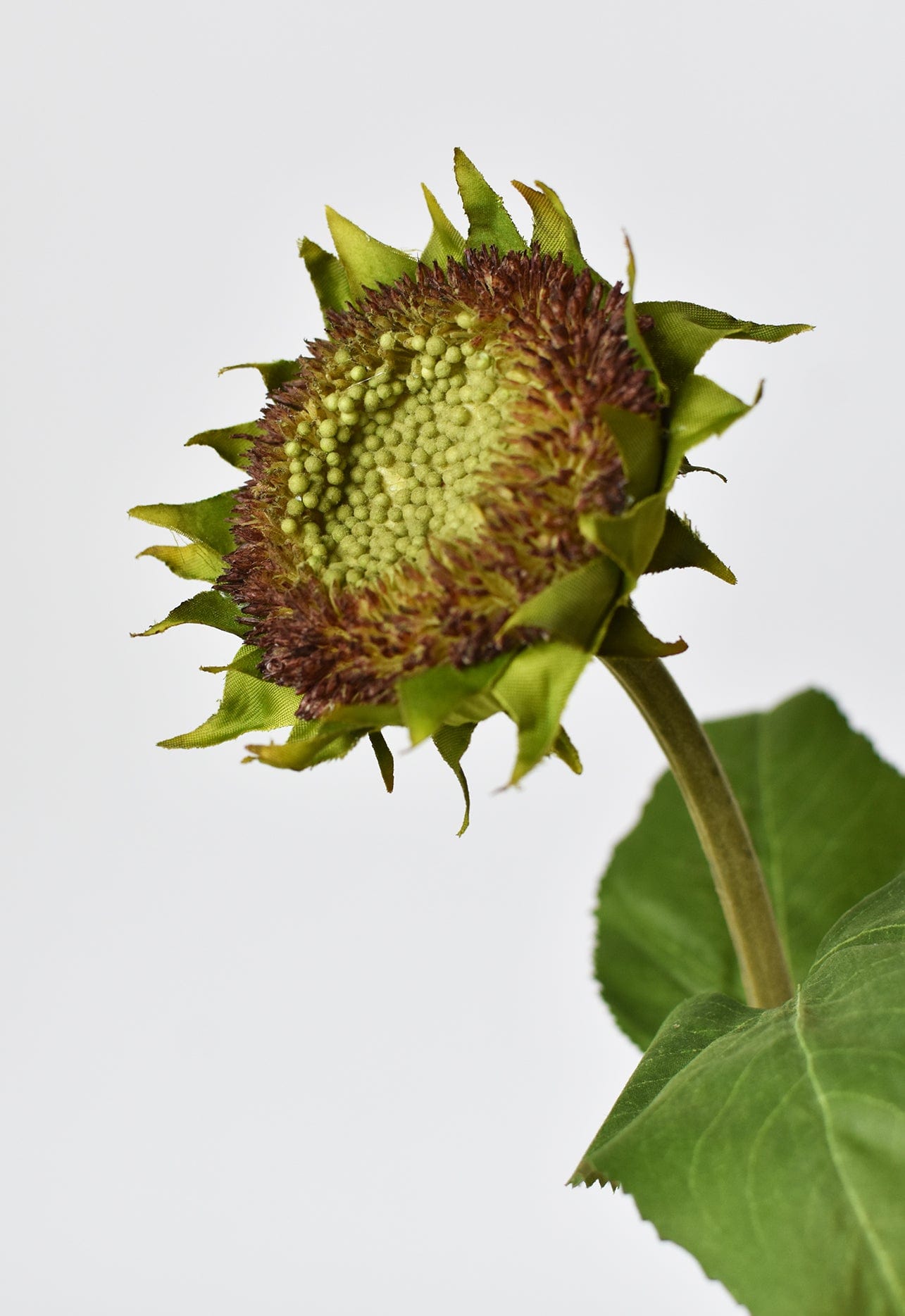 28" Aged Brown Sunflower Stem