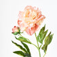 28" Faux Peach Peony Stem