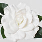 11" Real Touch Faux White Gardenia Pick Stem