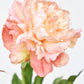 28" Faux Peach Peony Stem